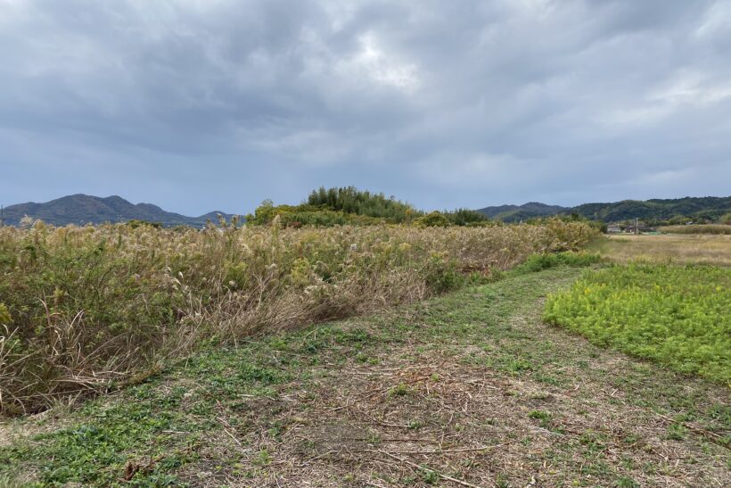 草刈り後の草をそのままにするとどうなる？処分方法から再利用方法まで 