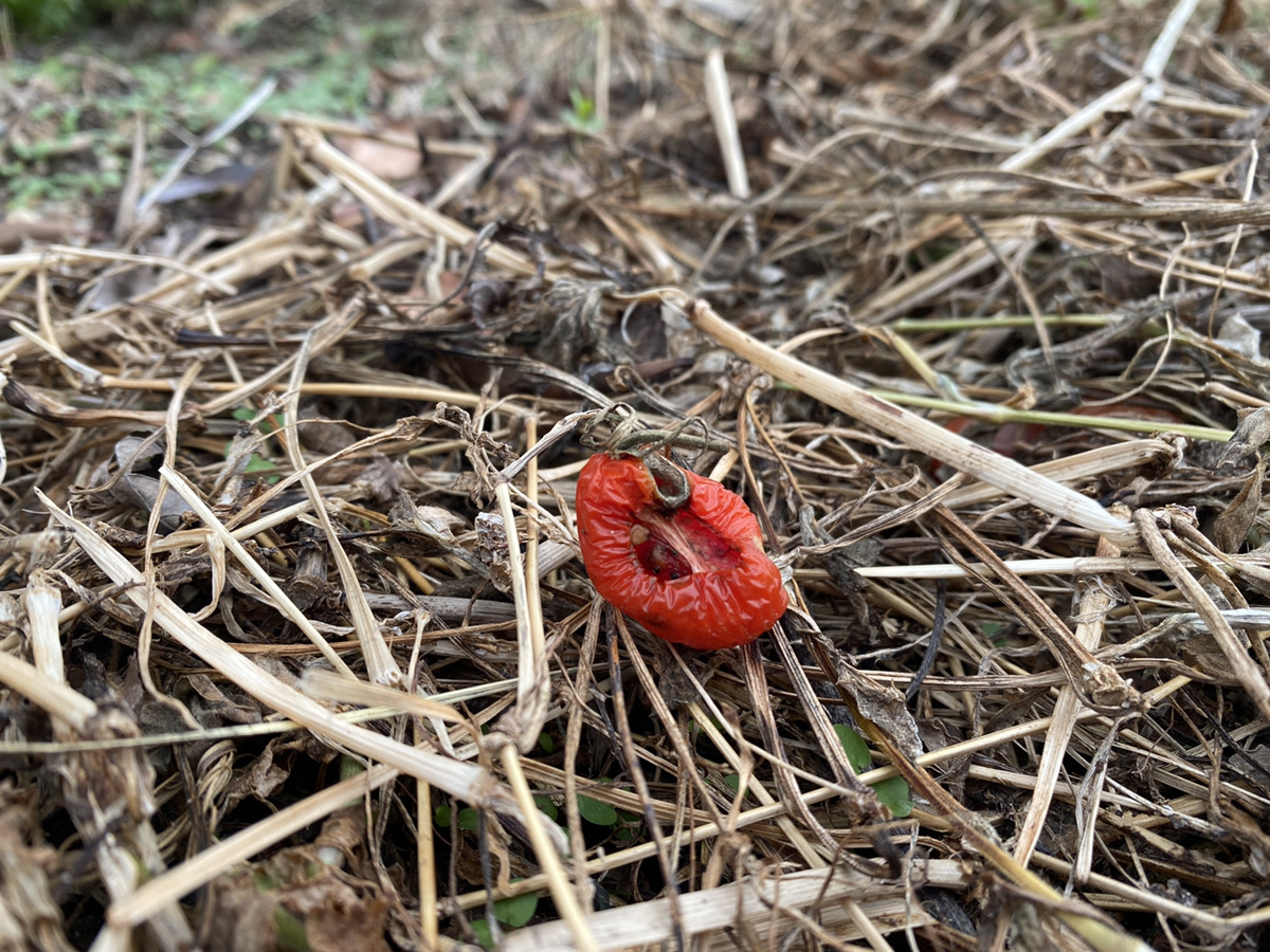 F!種の野菜溶ける