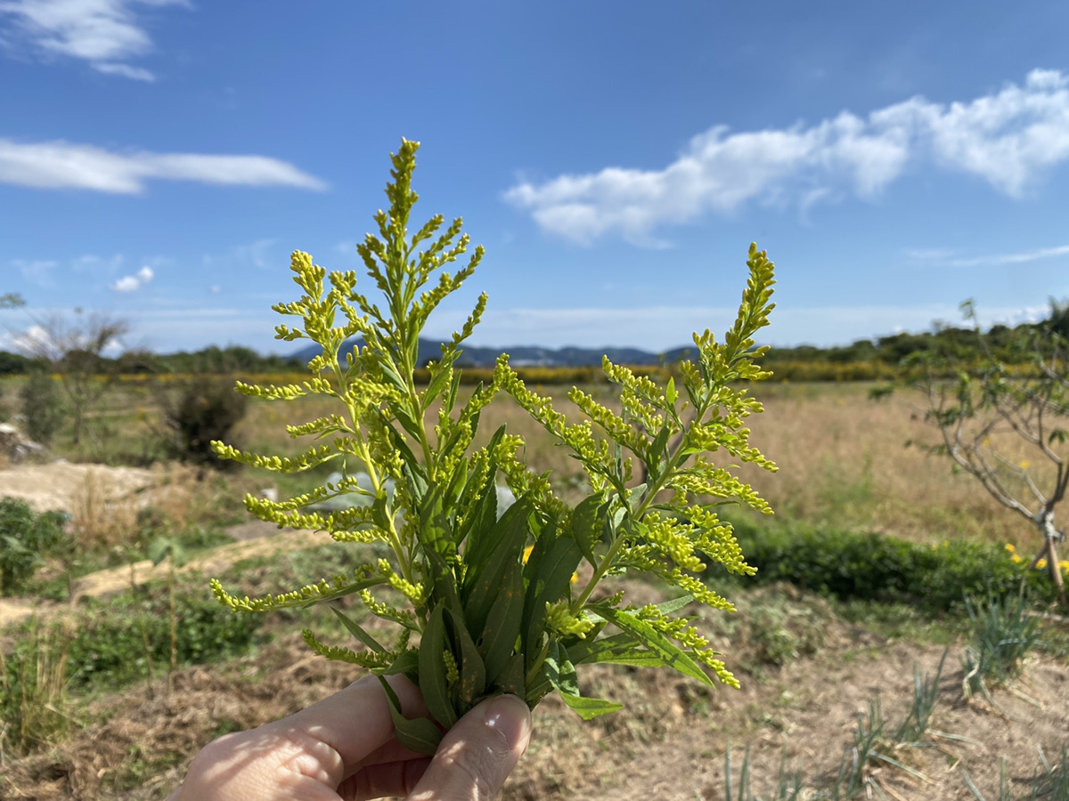 セイタカアワダチロウ入浴剤-