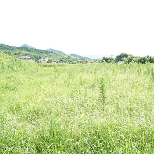 自然農法 草刈り セイタカアワダチソウ