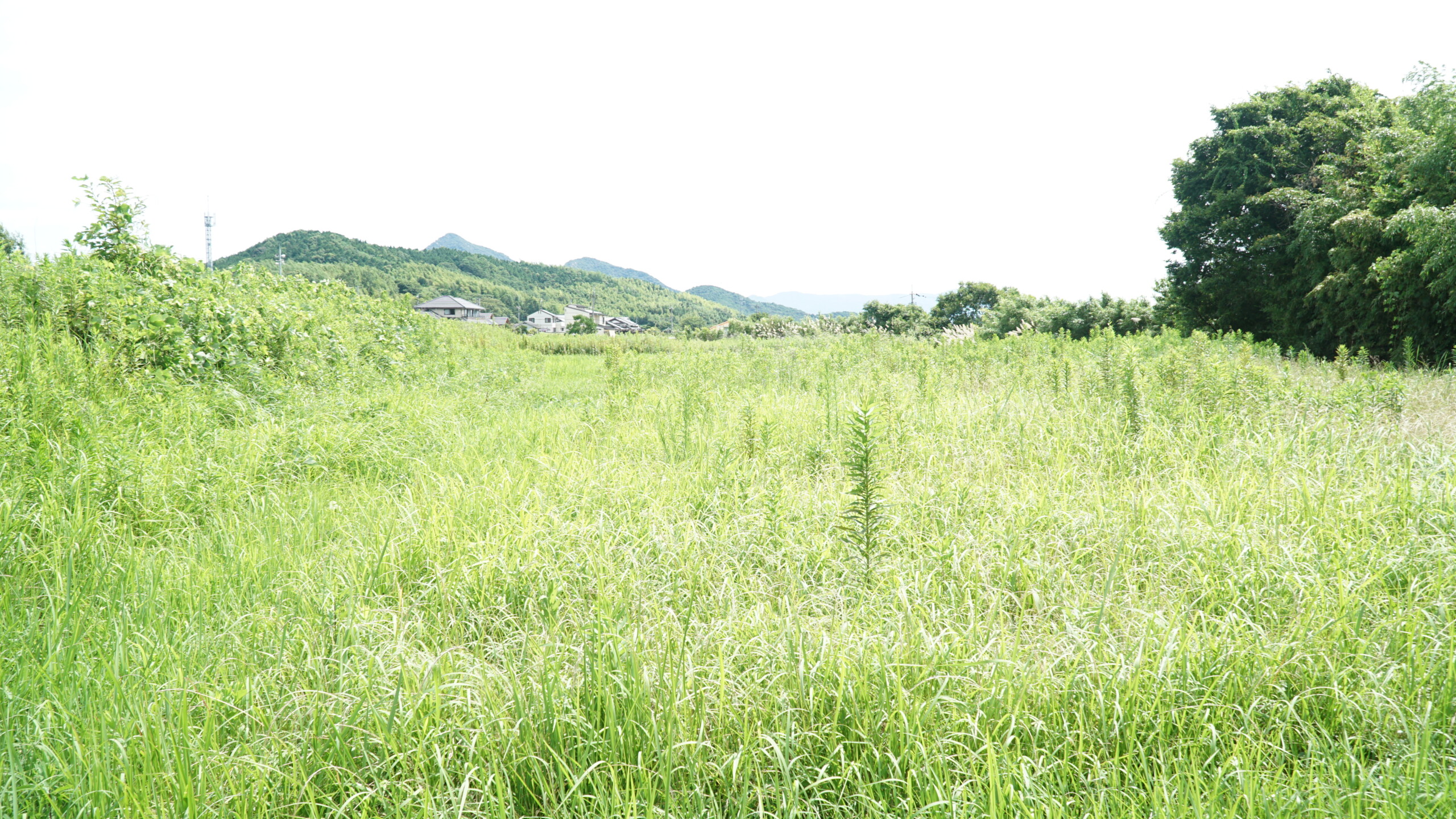 自然農法 草刈り セイタカアワダチソウ