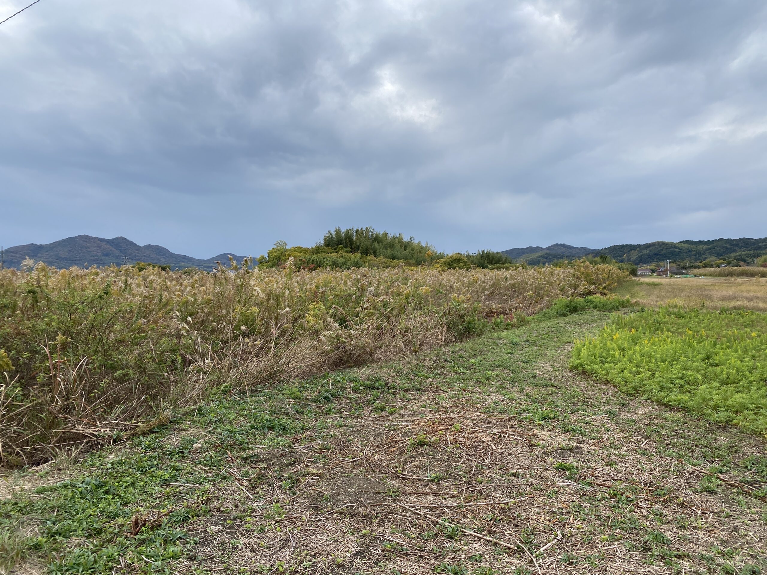 土地・田んぼ・土手等 草刈り致します！