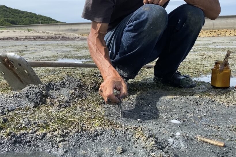 マテ貝の巣に塩をかけるとでてくるのは何故か 獲り方 食べ方を動画で紹介 自然 農業 むら