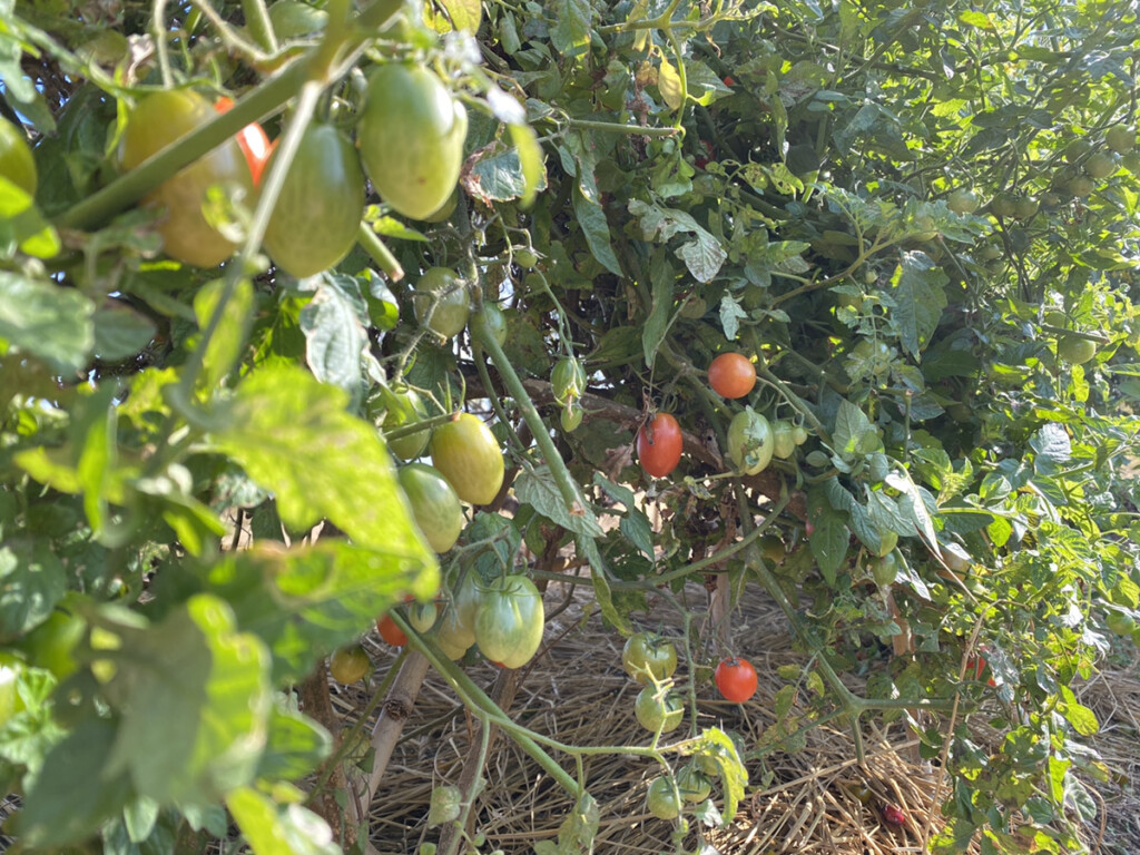 自然農法 トマト 11月