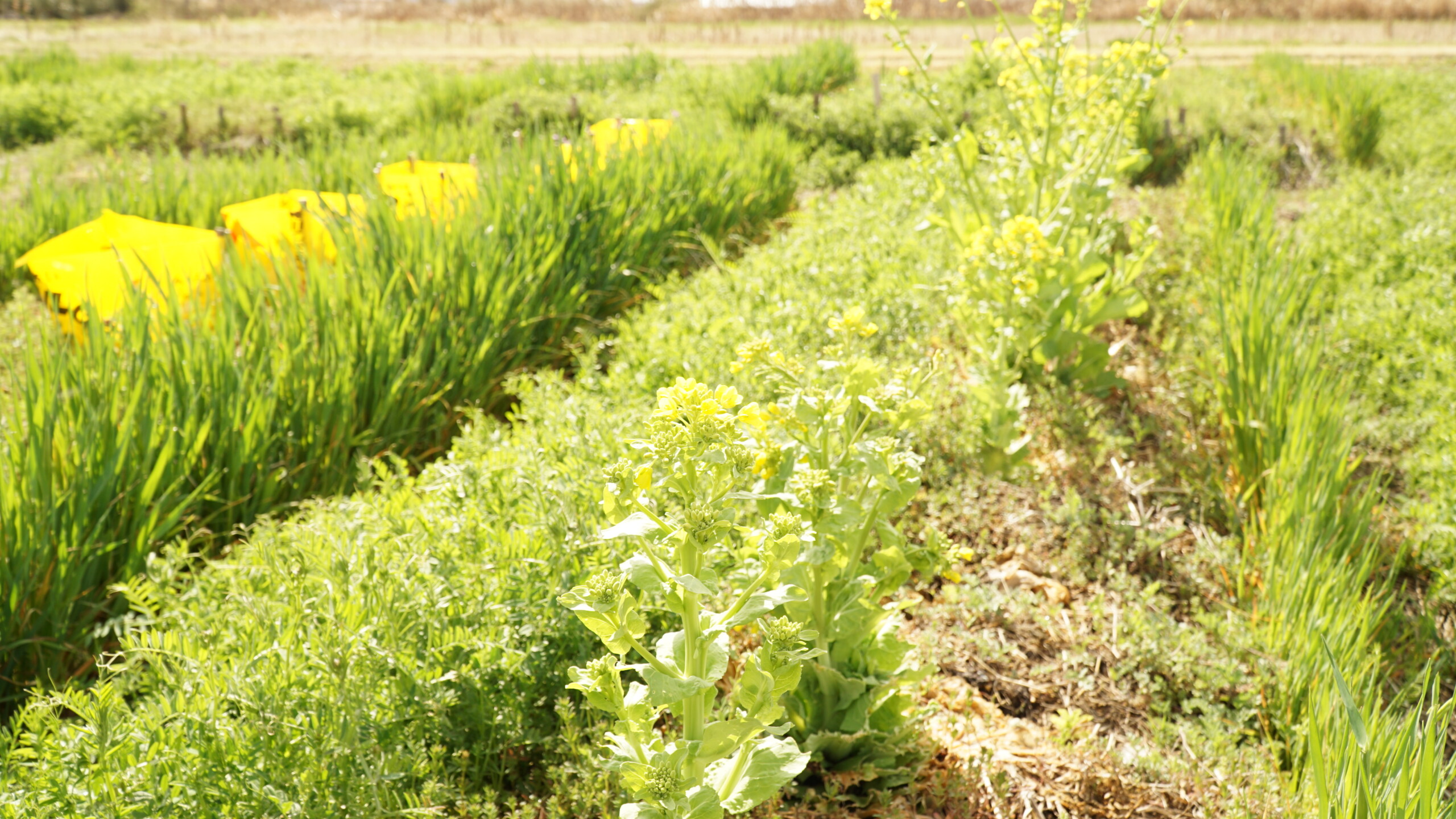 コンパニオンプランツ一覧 植え合わせの良いもの 悪いものをご紹介 Natural Plus